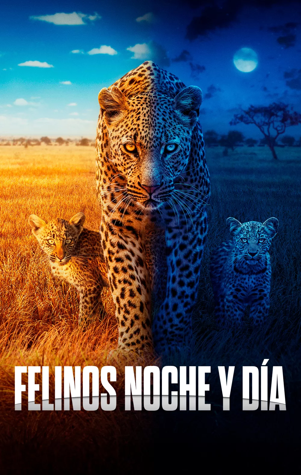 'Felinos noche y día', en Movistar Plus+