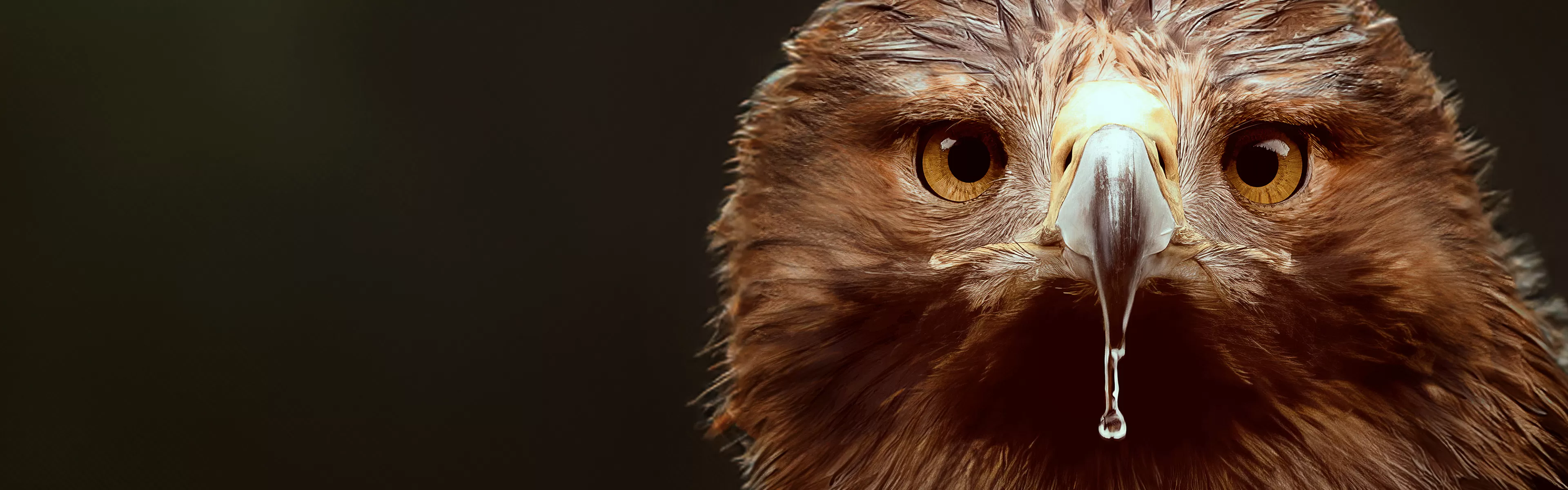 'Doñana', en Movistar Plus+ 'Doñana', en Movistar Plus+