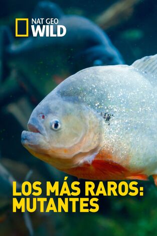 Los animales más raros del mundo