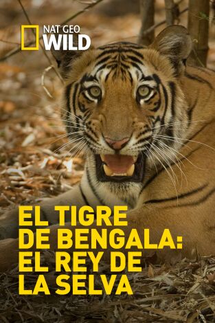 El tigre de Bengala: el rey de la selva