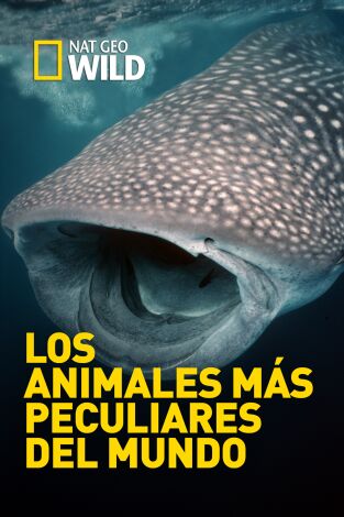 Los animales más peculiares del mundo