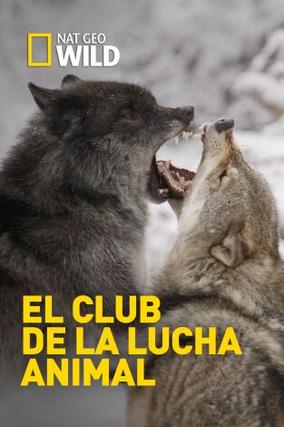 El club de la lucha animal. El club de la lucha...: Colmillos de furia