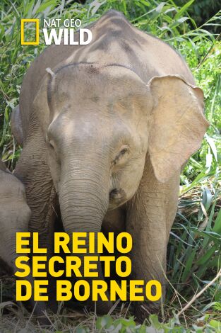 El reino secreto de Borneo