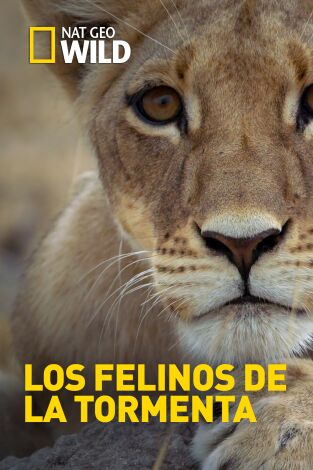 Los felinos de la tormenta