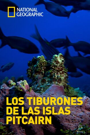 Los tiburones de las islas Pitcairn