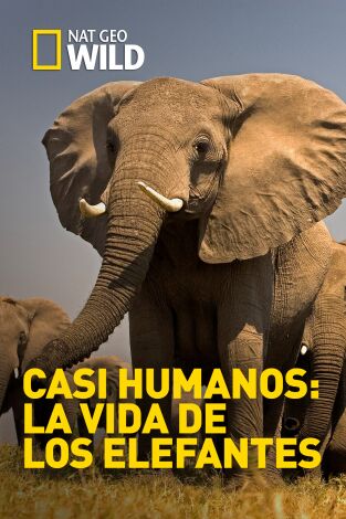 Casi humanos: la vida de los elefantes