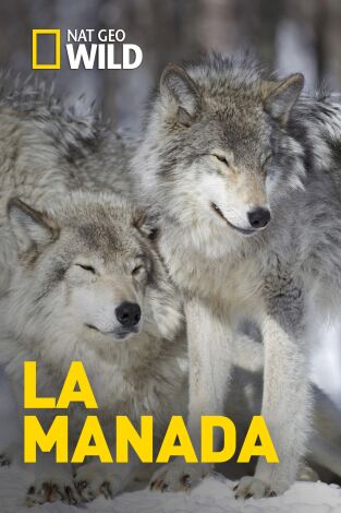 La manada. La manada: Leones