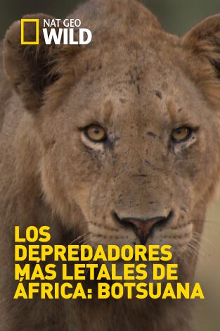 Los depredadores más letales de África: Botsuana. Los depredadores más...: Búsqueda y destrucción