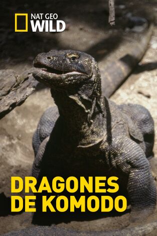 Dragones de Komodo