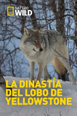 La dinastía del lobo de Yellowstone. La dinastía del lobo...: La manada