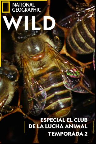 Especial El club de la lucha animal. Especial El club de la...: Modo bestia