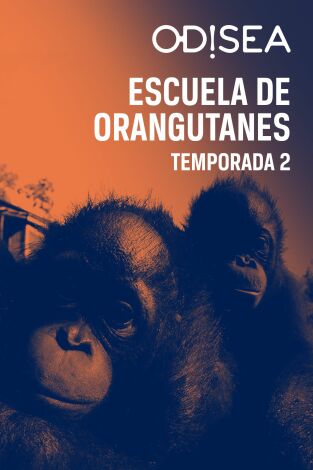 Poster de la película Escuela de orangutanes: La calvicie es hermosa - Películas hoy en TV