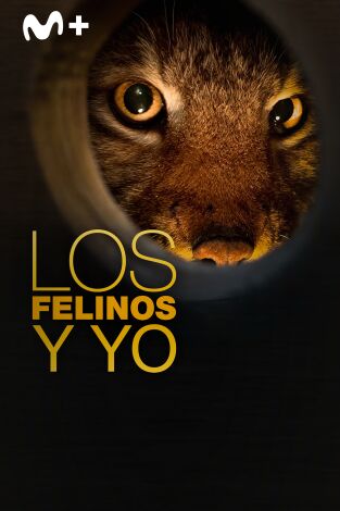 Los felinos y yo