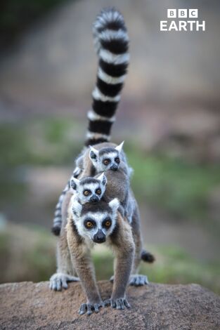 Islas tropicales. Islas tropicales: Madagascar