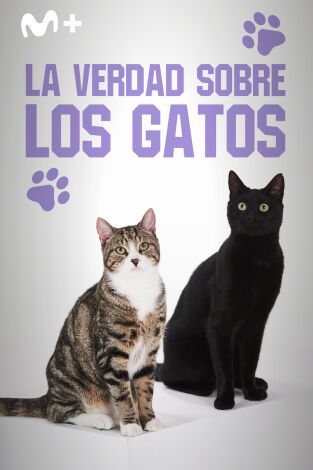 La verdad sobre los gatos