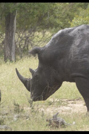 Animales: encuentros épicos. Animales: encuentros...: Encuentros extraños e insólitos