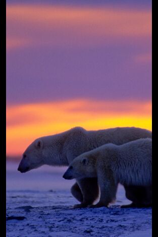 El reino del oso polar. El reino del oso polar: El viaje del cachorro