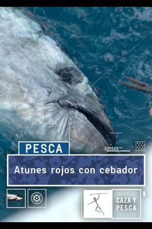 Atunes rojos con cebador