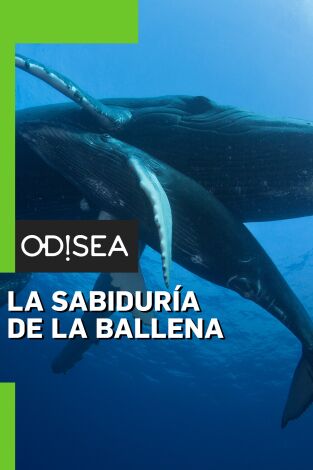 La sabiduría de la ballena