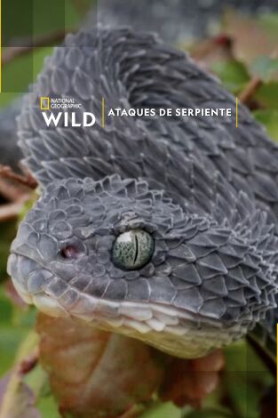 Ataques de serpiente