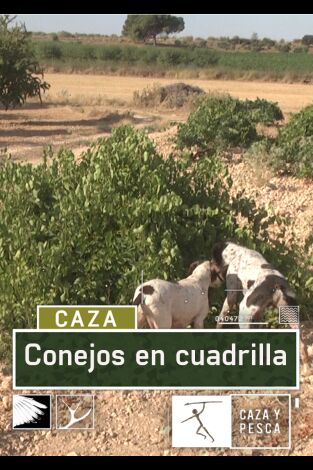 Conejos en cuadrilla