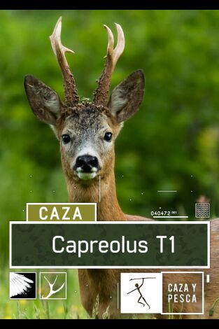 Capreolus. T(T1). Capreolus (T1)