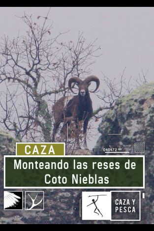 Monteando las reses de Coto Nieblas