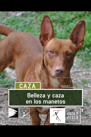 Belleza y caza en los Manetos