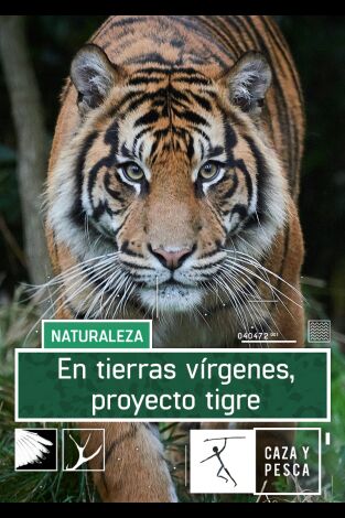 En tierras vírgenes. Proyecto tigre