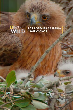 Los bosques de Iberia. Los bosques de Iberia 