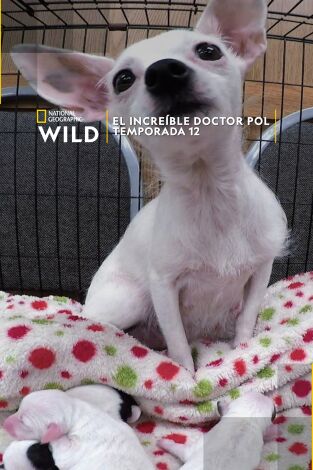El increíble doctor Pol. El increíble doctor Pol 