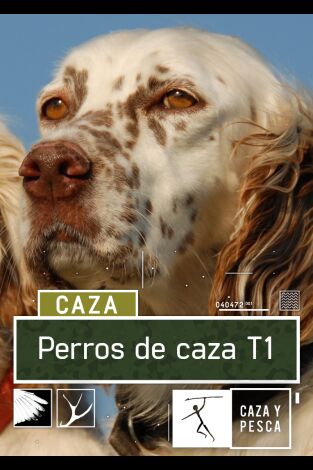 Perros de caza. T(T1). Perros de caza (T1): Braco alemán