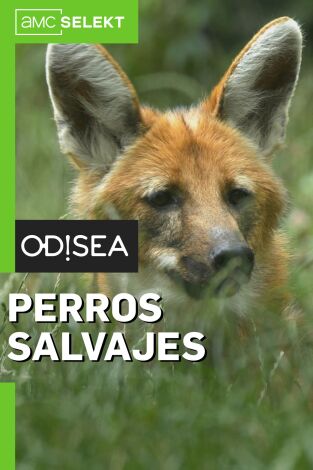 Perros salvajes. Perros salvajes: Especies singulares