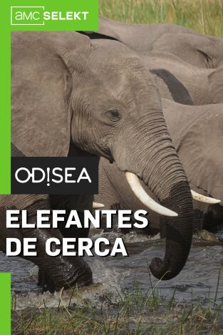 Elefantes de cerca. Elefantes de cerca: Gigantes gentiles