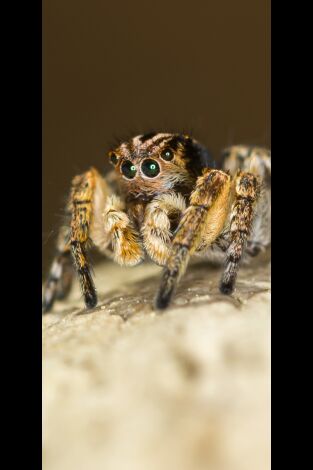 Misterios de la naturaleza. Misterios de la...: Araña disco