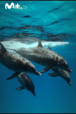 Ballenas con Steve Backshall. Ballenas con Steve...: Las ballenas y nosotros