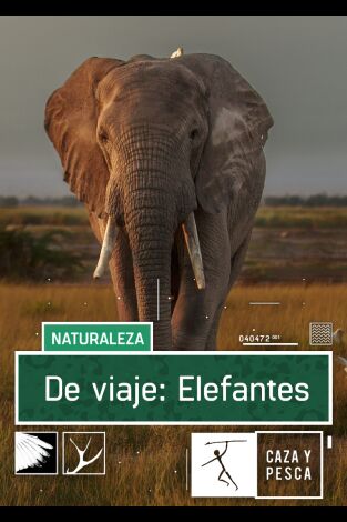 De viaje: Elefantes