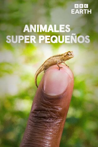 Animales súper pequeños