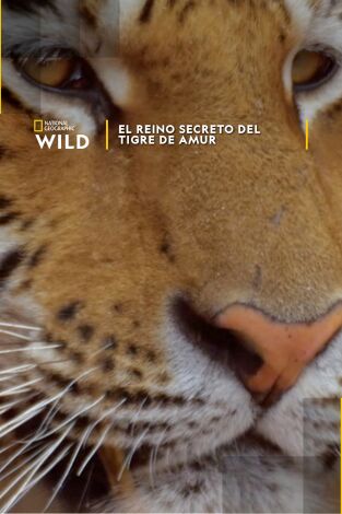 El reino secreto del tigre de Amur