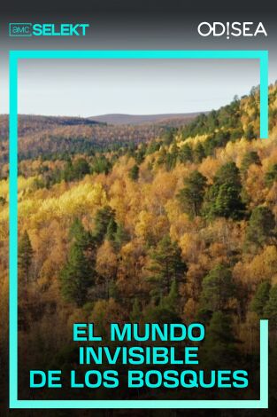 El mundo invisible de los bosques