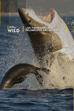 Los tiburones más peligrosos del mundo