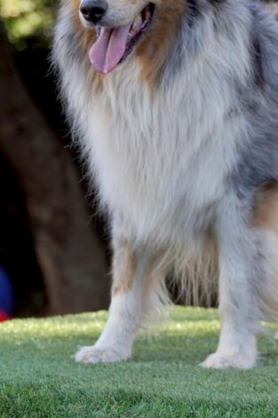 Supercasas para mascotas. T(T2). Supercasas para... (T2): La ciudad de los perros, Estados Unidos de América