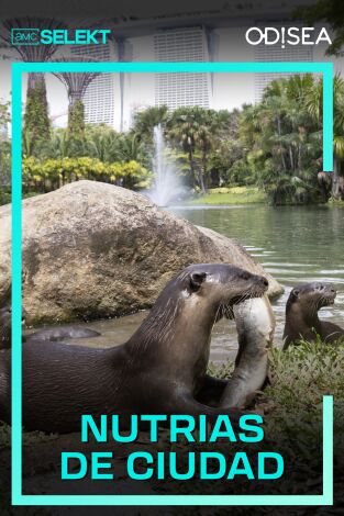 Nutrias de ciudad. Nutrias de ciudad 