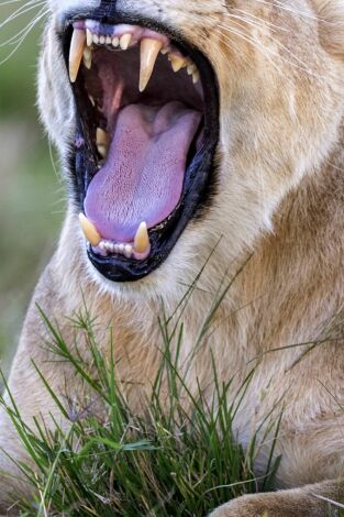 Grandes felinos. Grandes felinos: Renacidos en Massai Mara