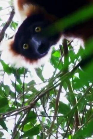 Extinct Or Alive. T(T1). Extinct Or Alive (T1): El pachylemur