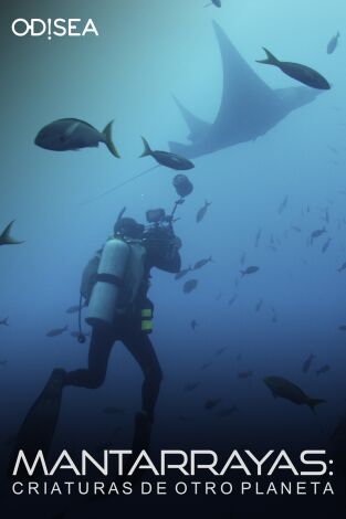 Mantarrayas: criaturas de otro planeta