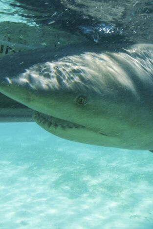 Shark Academy, Season 1. Shark Academy, Season 1: Tiburón Toro