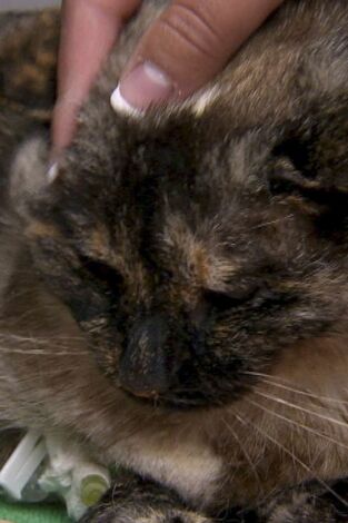 Veterinario en apuros. T(T1). Veterinario en... (T1): El gato milagroso