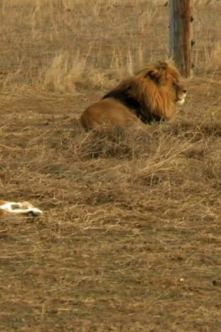 Veterinario en apuros, Season 2. T(T2). Veterinario en... (T2): La guarida del león