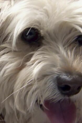 Veterinario en apuros. T(T6). Veterinario en... (T6): Un perrito muy valiente